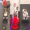 Sit Means Sit Dog Training gallery