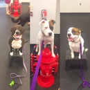 Sit Means Sit Dog Training Raleigh - Dog Training