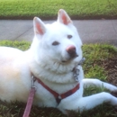 Happy Paws Pet Resort - Pet Sitting & Exercising Services