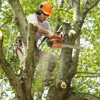 Tree Service Bronx - Cutting & Removal Company gallery