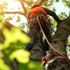Brian's Tree Removal Service gallery
