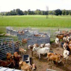 Lonestar Livestock Equipment Company Inc