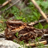 All Mountain Wildlife Control gallery