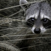 Three Rivers Wildlife Control gallery