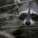 Three Rivers Wildlife Control - Pest Control Services