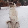 SpiritDog Training gallery