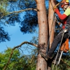 Forestry Tree Care gallery