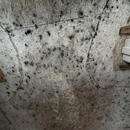 Treasure Coast Disaster Services - Building Restoration & Preservation