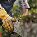Metropolitan Tree & Landscaping Corp - Tree Service