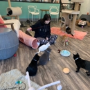 Purrfect Day Cat Cafe - Coffee Shops