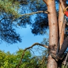 Best Quality Tree Service gallery