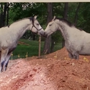 Out of the Box Stables - Horse Training