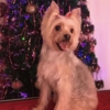 Ohana Wagging Tails Inc gallery
