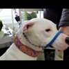 SafeCalm Dog Training Collars & Dog Training/Whispering gallery