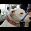 SafeCalm Dog Training Collars & Dog Training/Whispering gallery