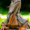 Alford Wildlife Management gallery