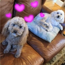 Fort Lauderdale Pet Sitting - Pet Services