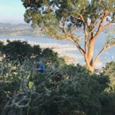 All Seasons Tree Care, Inc. - Christmas Trees