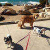 Del Mar Doggers dog walking, pet sitting, overnight stays gallery