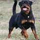 Von Herrschaft Rottweilers, LLC