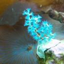 Aquarium Designs - Aquariums & Aquarium Supplies-Leasing & Maintenance