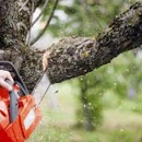 Quality tree service - Tree Service