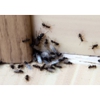 Humphreys Pest Control - Glenside gallery