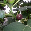 My Italian Fig Tree gallery