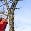 Jaguar Tree Service - Tree Service