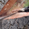 Jim's Tree Service gallery
