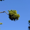 Wayne's Tree Service gallery