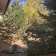 All The Above Trees Company
