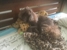 TLC Pet Food - Pet Supplies & Pet Food