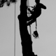 Bear's Insured Tree Service