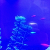 Petco gallery