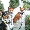 Shervoskie's Dog Walking - Pet Sitting & Exercising Services