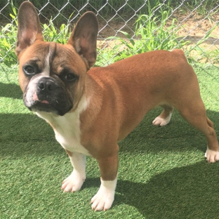 Tralinka French Bulldogs - Muchea, WA