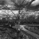 Vineyard on Plainfield
