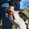 Dog Trainer College gallery