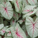 Joyner's Caladiums - Seeds & Bulbs-Wholesale & Growers
