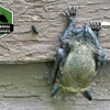 Wildlife Removal & Exclusion Experts, Inc. gallery