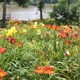 'Daylily of English Garden (Flowers)'