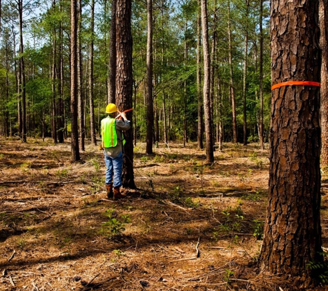 Speedline Tree Surgery