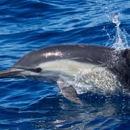 Davey's Locker Sport Fishing & Whale Watching - Boat Rental & Charter