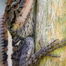 Speedy Wildlife Removal - Pest Control Services