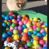 Ameripet Hotel & Pet Center gallery