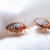 Amco Ranger Termite & Pest Solutions gallery