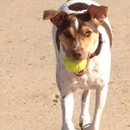 I Speak Dog - Dog Training