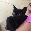 Buffalo Grove Animal Hospital gallery