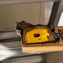 Advance Pest Solutions - Pest Control Services